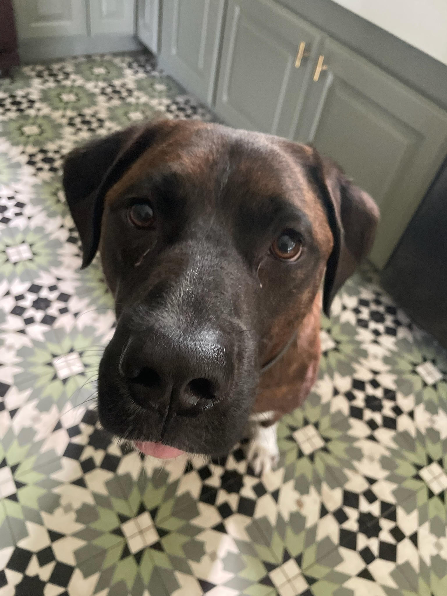 PetFriendly Lake Cabin Rentals & Lodging Pet Policy